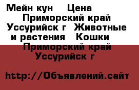 Мейн кун  › Цена ­ 35 000 - Приморский край, Уссурийск г. Животные и растения » Кошки   . Приморский край,Уссурийск г.